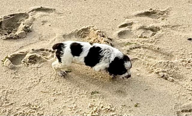 English Springer Spaniel Puppies HEAVY ROAN media 4