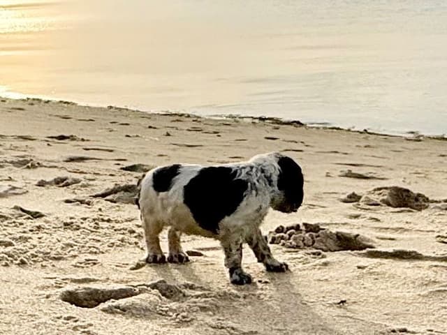 English Springer Spaniel Puppies HEAVY ROAN media 5