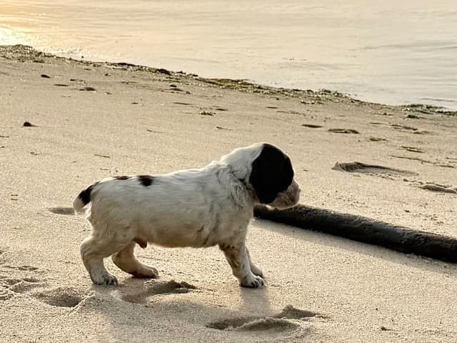 English Springer Spaniel Puppies HEAVY ROAN media 6