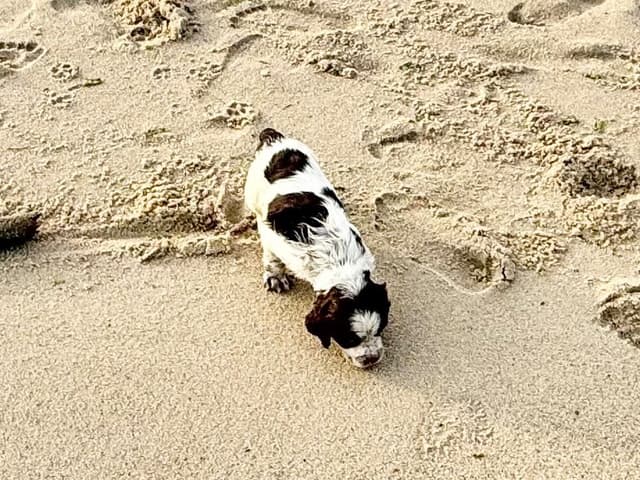 English Springer Spaniel Puppies HEAVY ROAN media 7