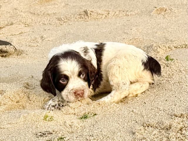English Springer Spaniel Puppies HEAVY ROAN media 8
