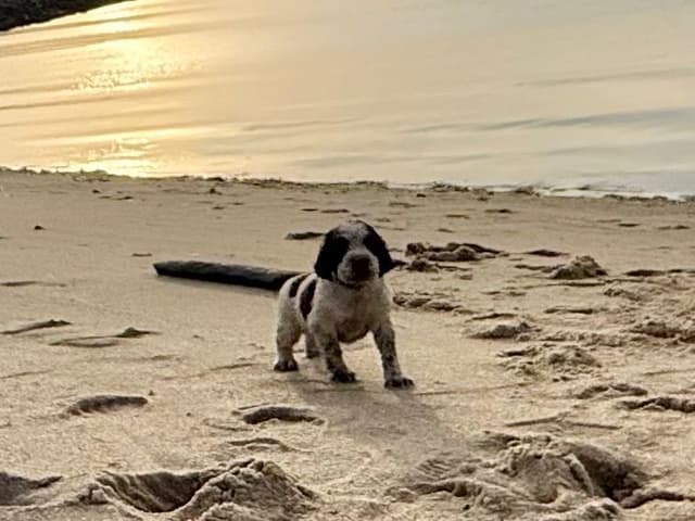 English Springer Spaniel Puppies HEAVY ROAN media 9