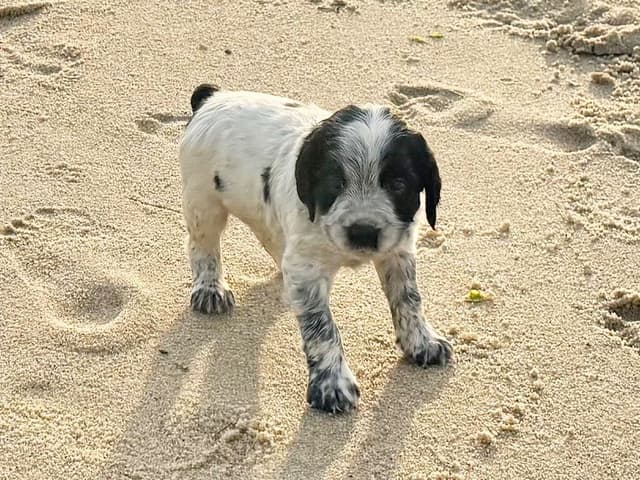 English Springer Spaniel Puppies HEAVY ROAN media 10
