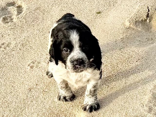 English Springer Spaniel Puppies HEAVY ROAN media 11