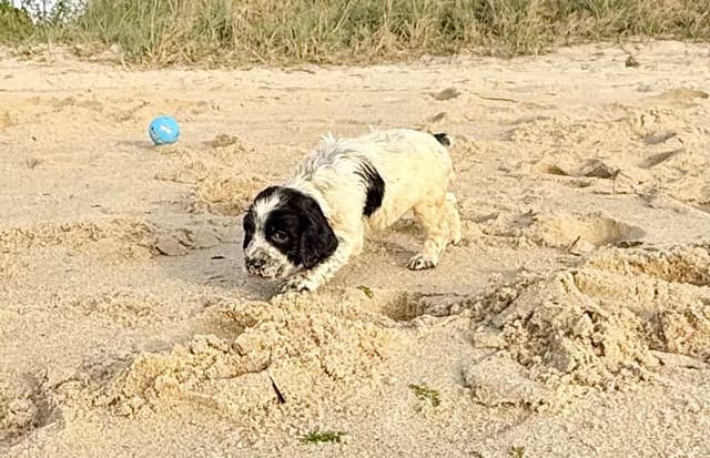 English Springer Spaniel Puppies HEAVY ROAN media 12