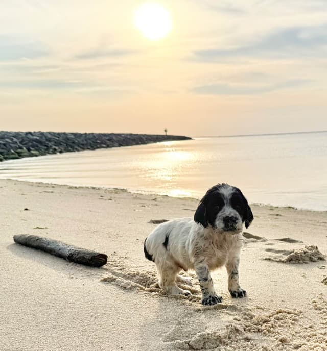 English Springer Spaniel Puppies HEAVY ROAN media 13
