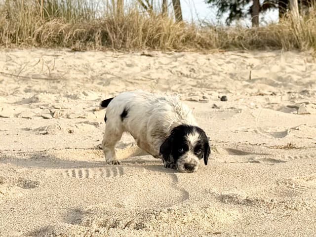 English Springer Spaniel Puppies HEAVY ROAN media 14