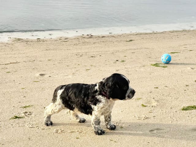 English Springer Spaniel Puppies HEAVY ROAN media 15