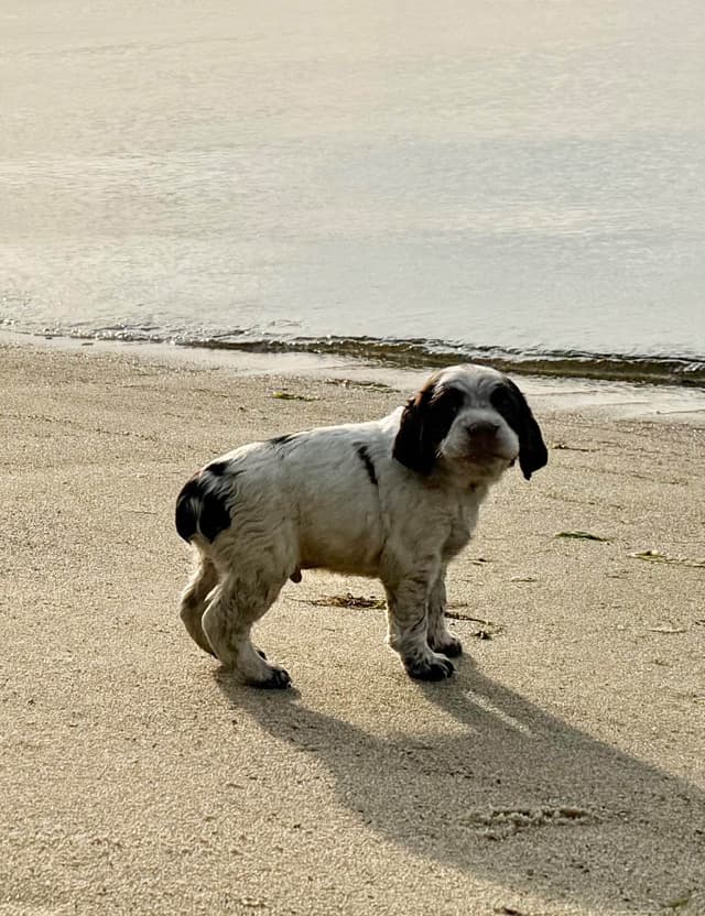 English Springer Spaniel Puppies HEAVY ROAN media 16