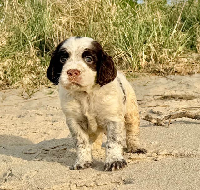English Springer Spaniel Puppies HEAVY ROAN media 17