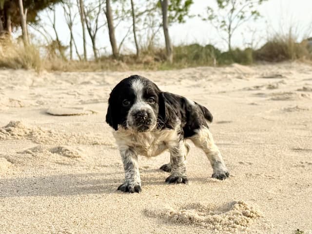 English Springer Spaniel Puppies HEAVY ROAN media 19