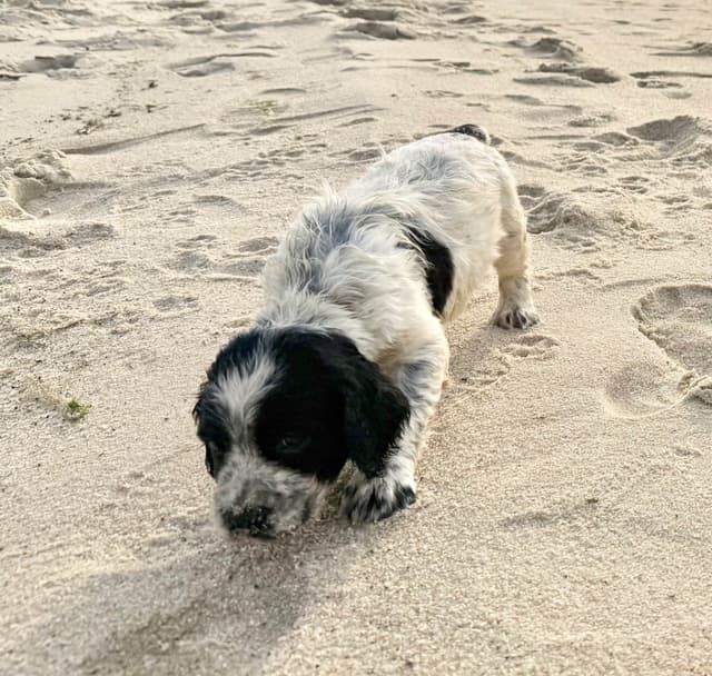 English Springer Spaniel Puppies HEAVY ROAN media 20
