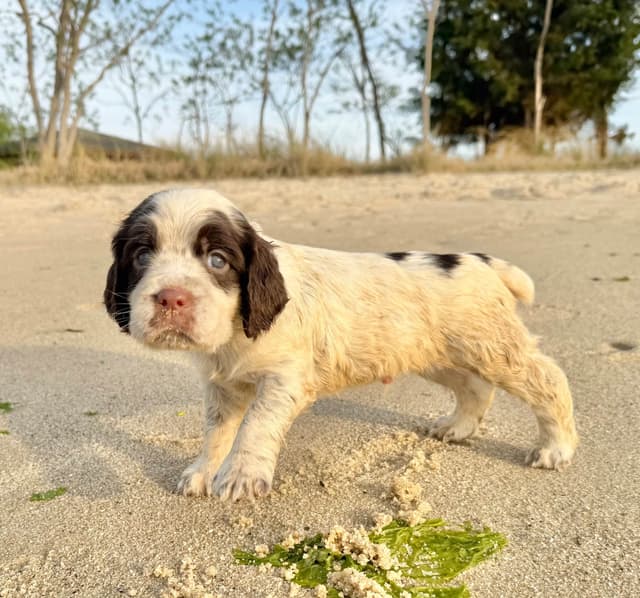 English Springer Spaniel Puppies HEAVY ROAN media 21