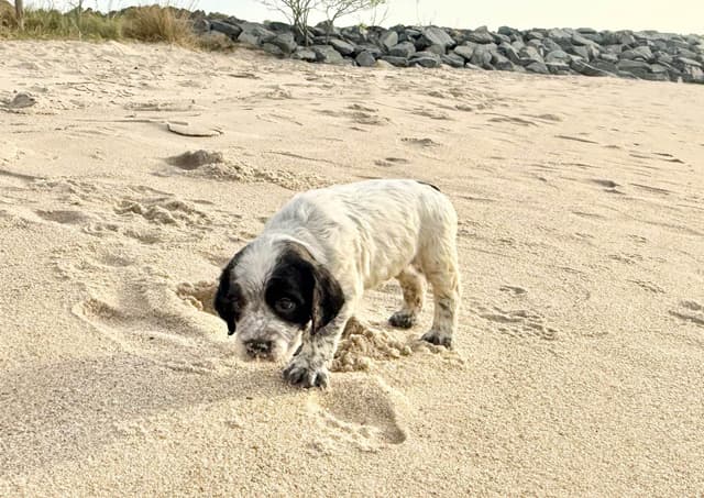 English Springer Spaniel Puppies HEAVY ROAN media 22