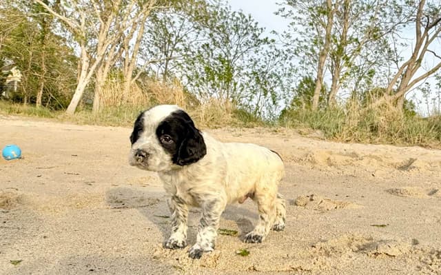 English Springer Spaniel Puppies HEAVY ROAN media 23