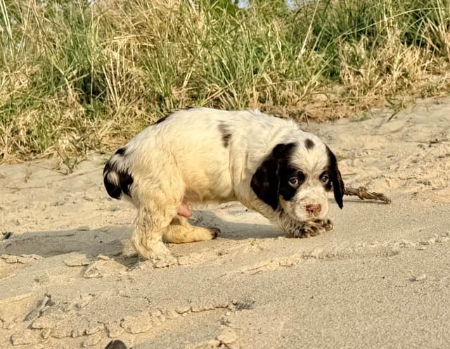 English Springer Spaniel Puppies HEAVY ROAN media 24