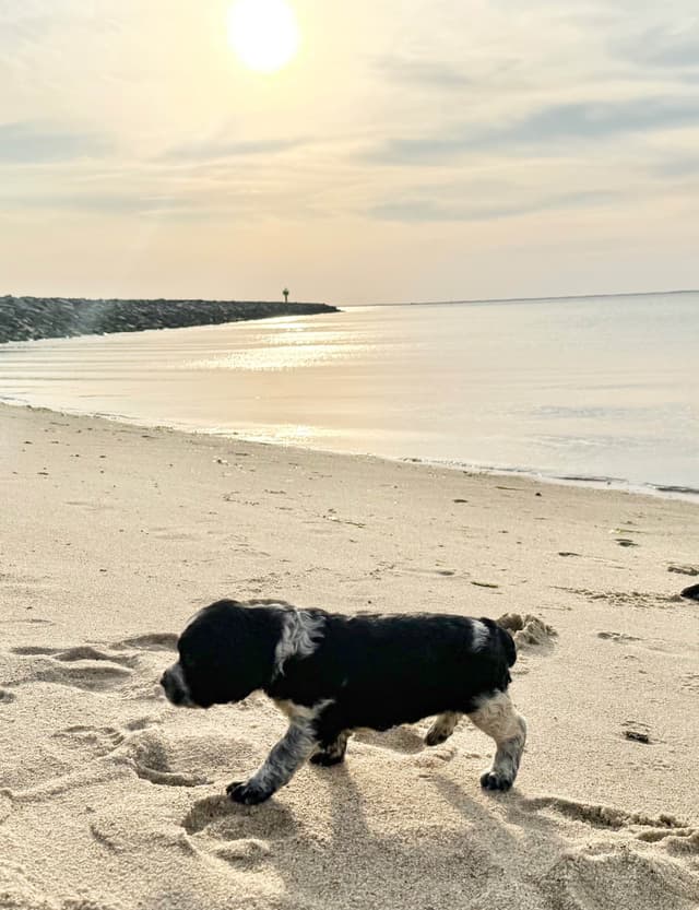 English Springer Spaniel Puppies HEAVY ROAN media 26