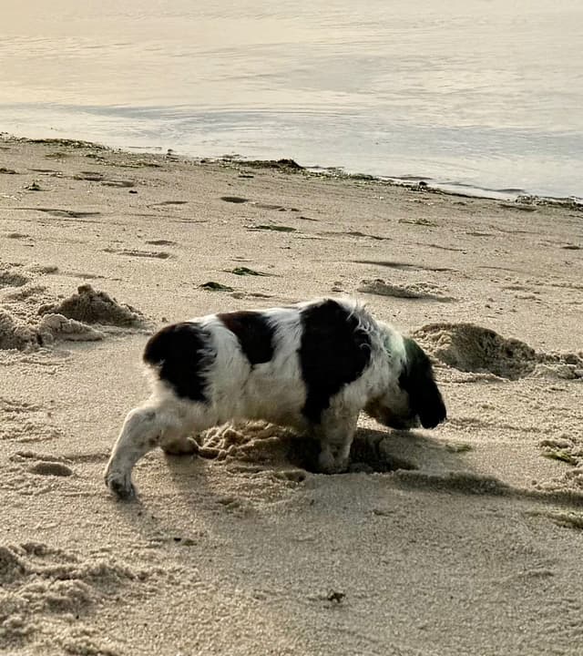 English Springer Spaniel Puppies HEAVY ROAN media 27