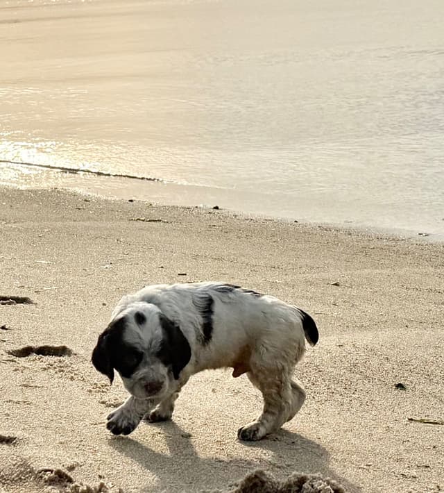 English Springer Spaniel Puppies HEAVY ROAN media 28