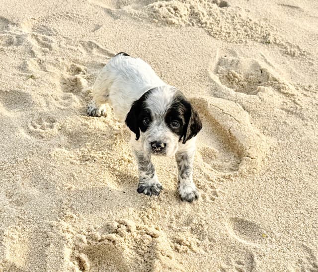 English Springer Spaniel Puppies HEAVY ROAN media 29