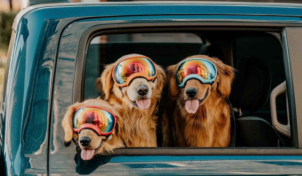 Golden Retriever Puppies breeder image 2