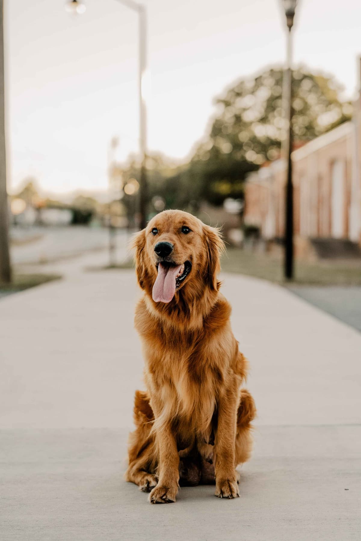 Golden Retriever Puppies breeder image 4