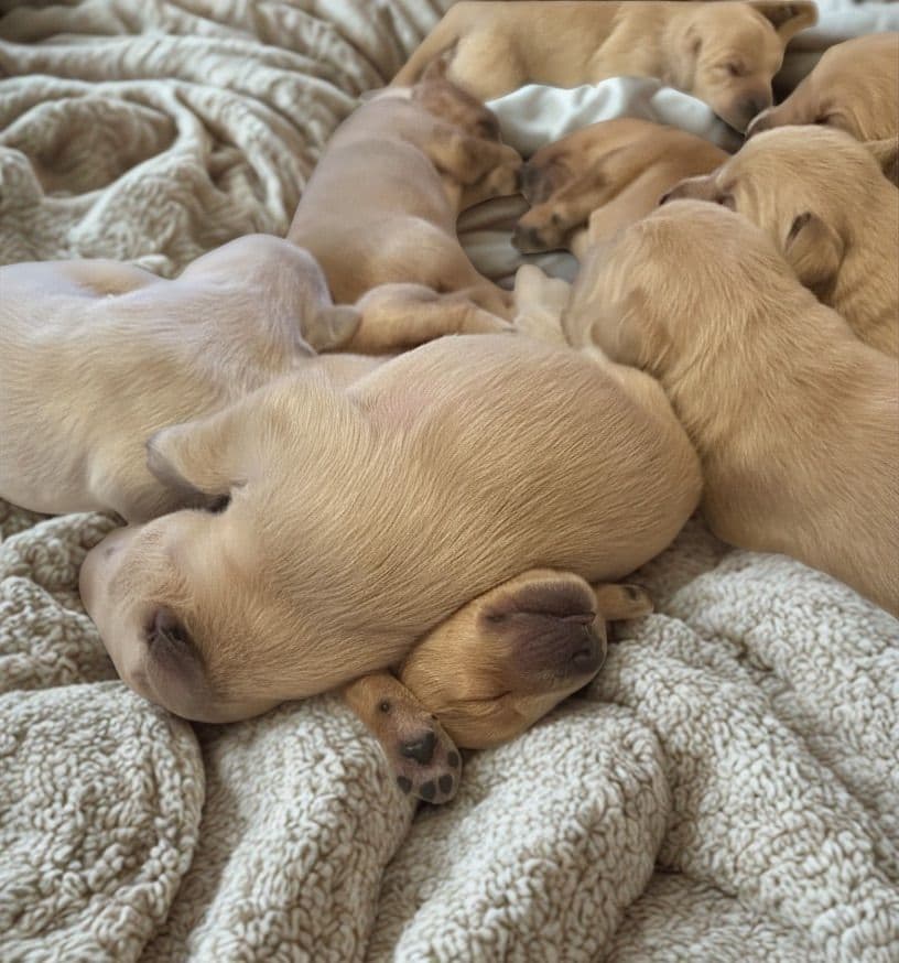 Golden Retriever Puppies breeder image 7