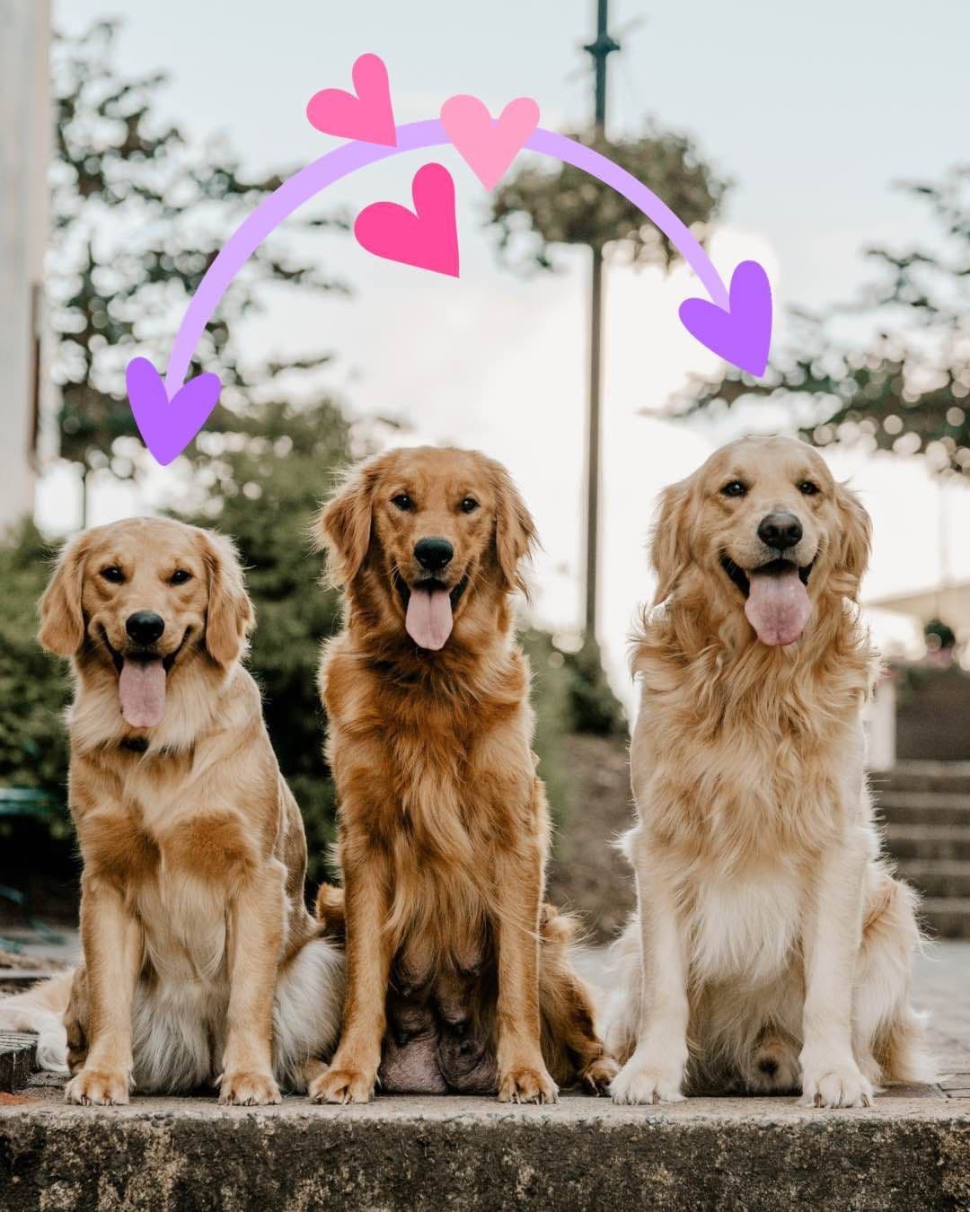 Golden Retriever Puppies breeder image 1