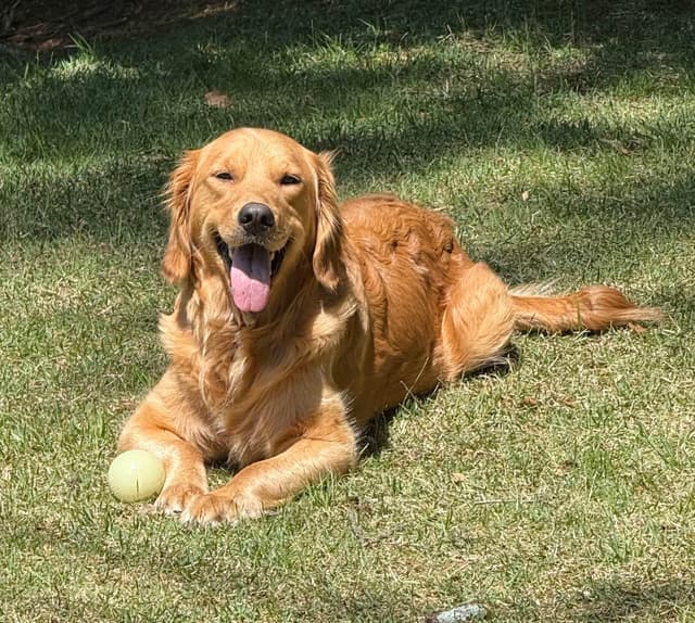Golden Retriever Puppies media 7