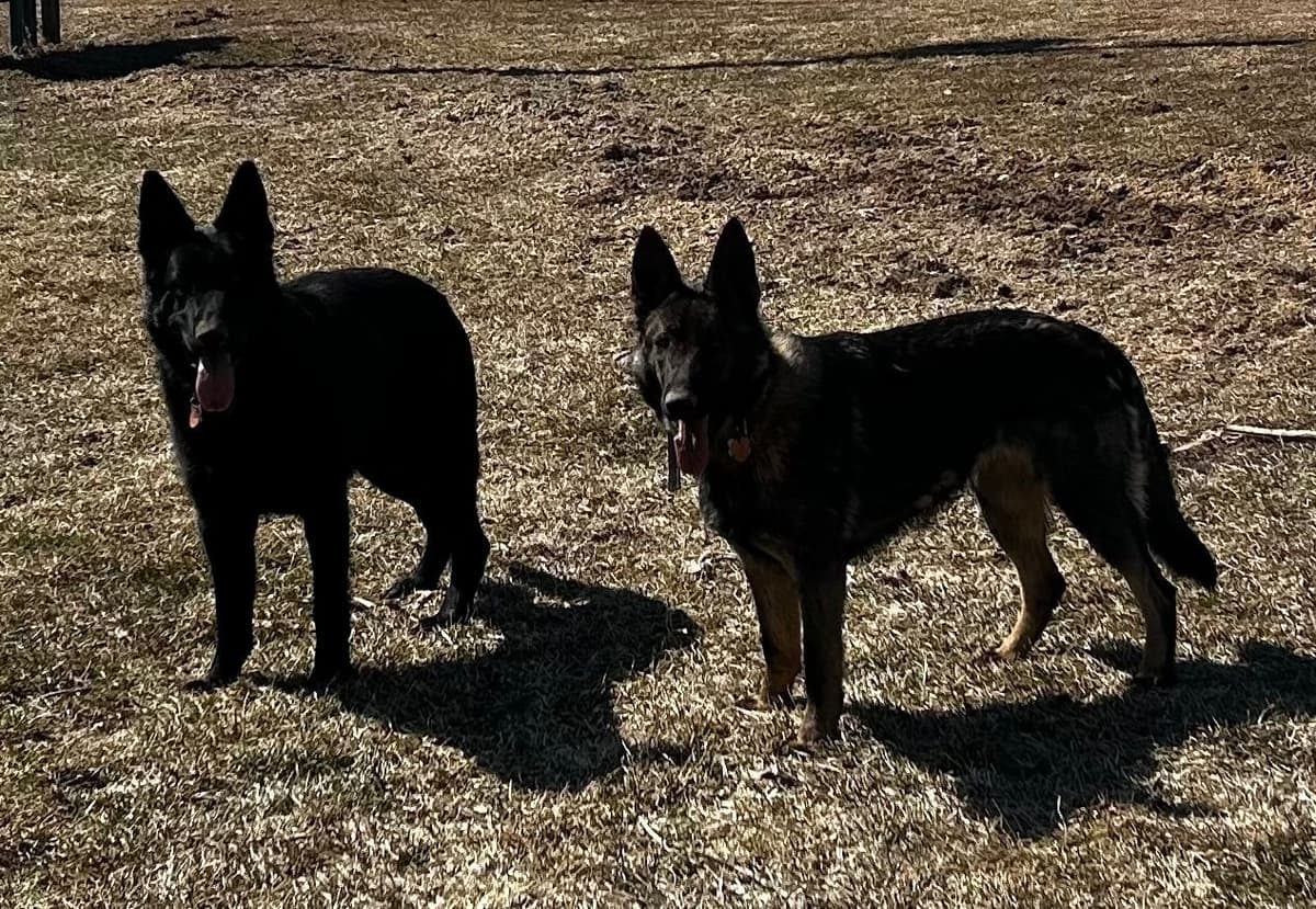 German Shepherd Dog Puppies breeder image 1