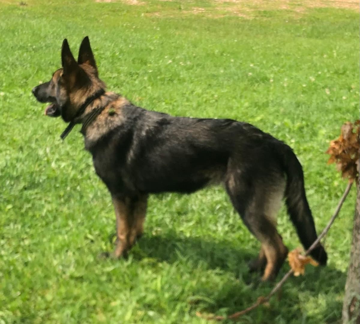 German Shepherd Dog Puppies breeder image 2