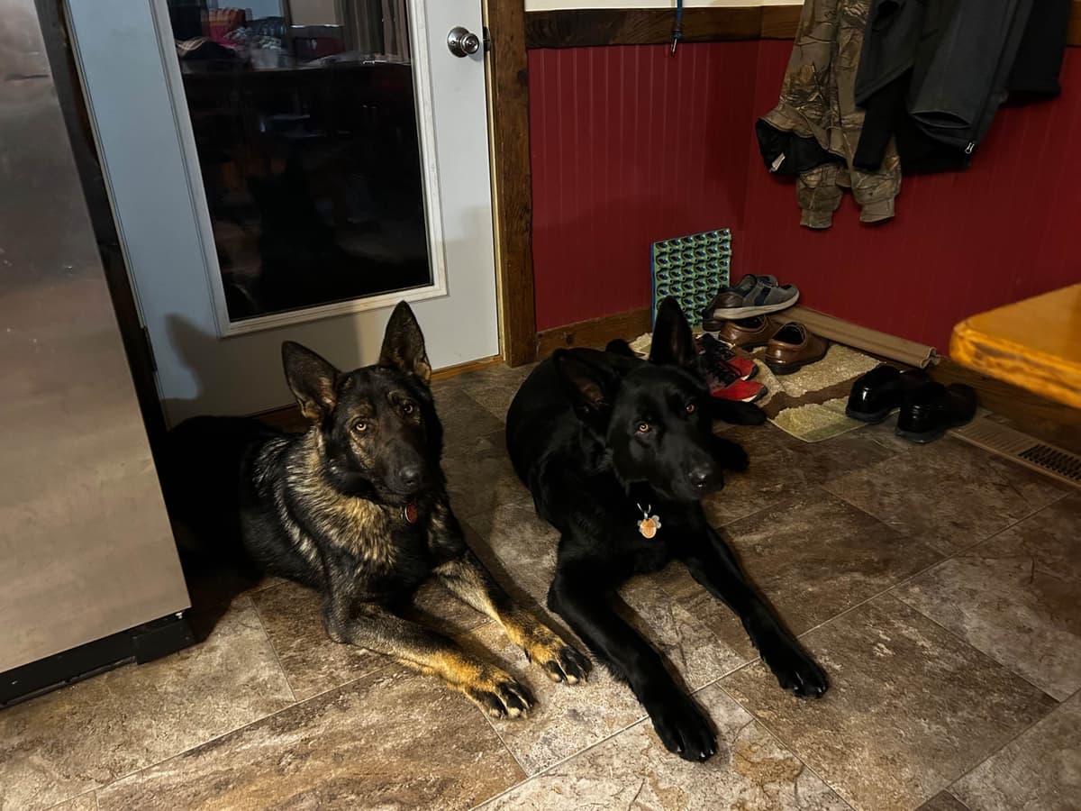 German Shepherd Dog Puppies breeder image 4