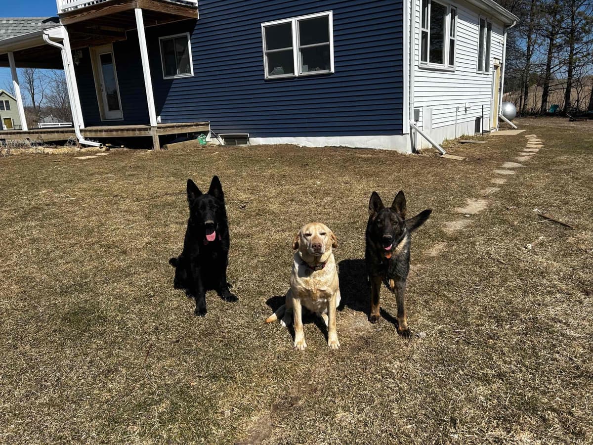 German Shepherd Dog Puppies breeder image 5