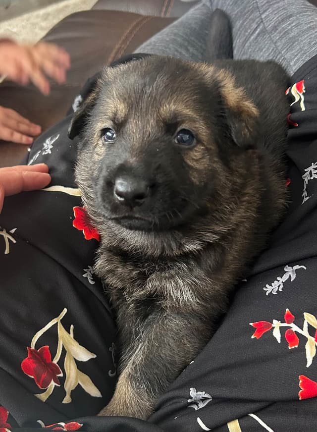 German Shepherd Dog Puppies media 2