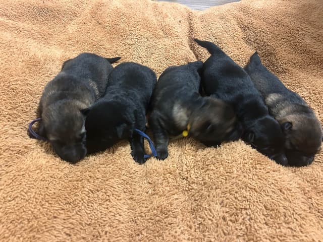 German Shepherd Dog Puppies media 3