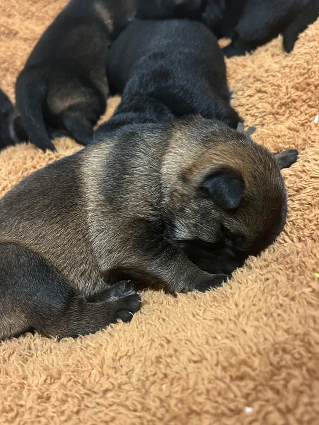 German Shepherd Dog Puppies media 4