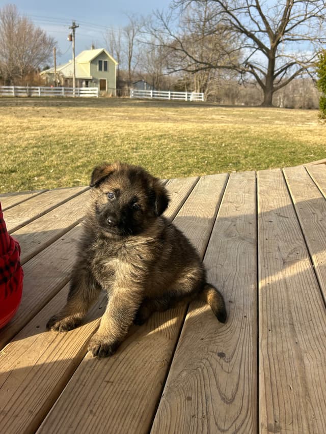 German Shepherd Dog Puppies media 6