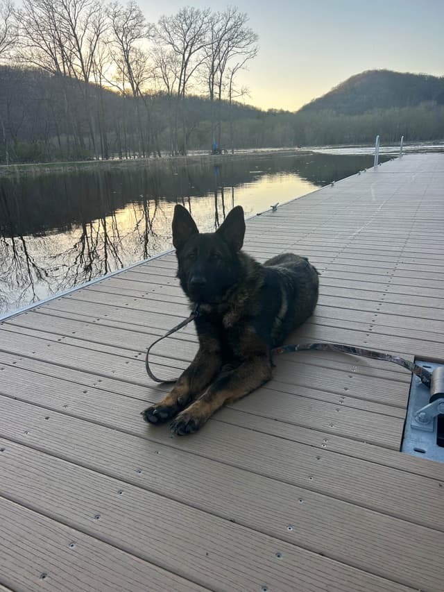 German Shepherd Dog Puppies media 7