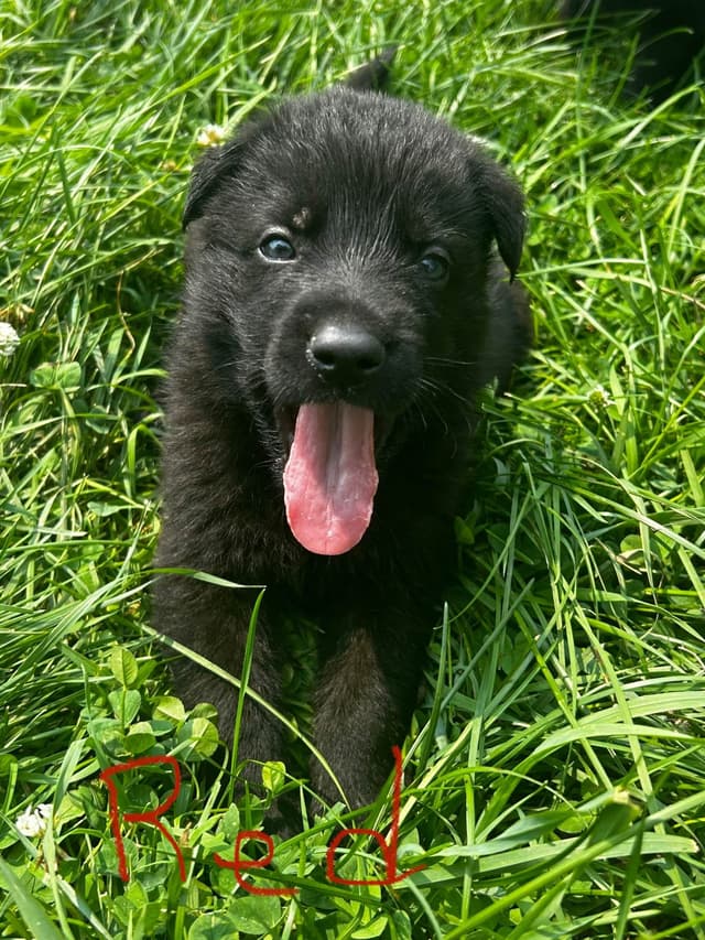German Shepherd Dog Puppies media 8