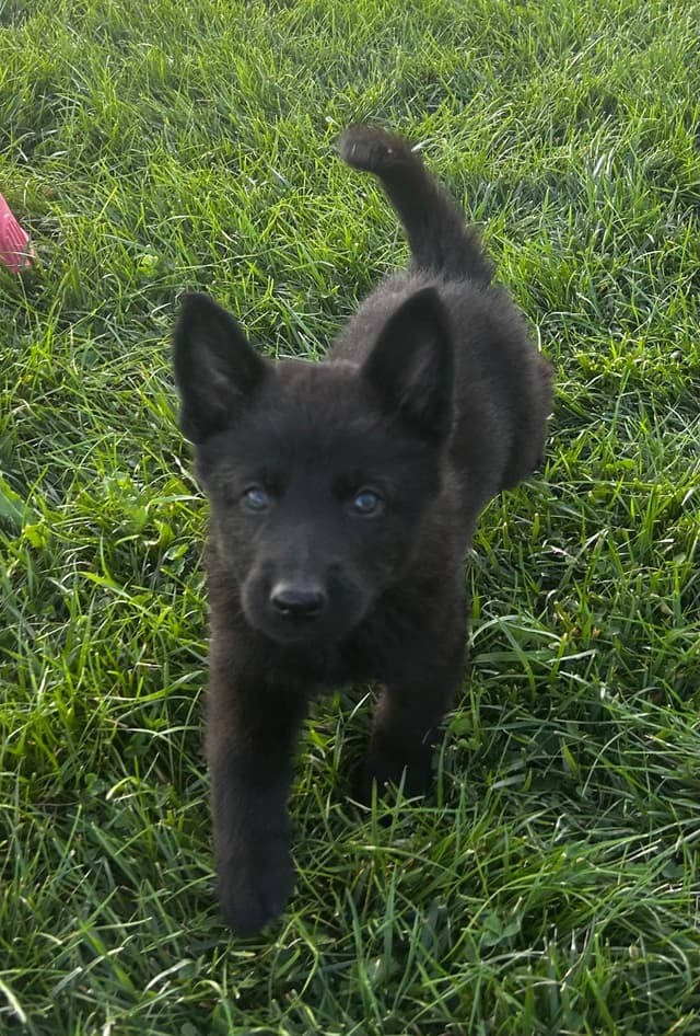 German Shepherd Dog Puppies media 9