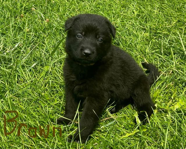 German Shepherd Dog Puppies media 11