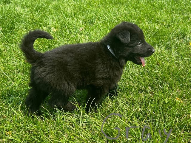 German Shepherd Dog Puppies media 10
