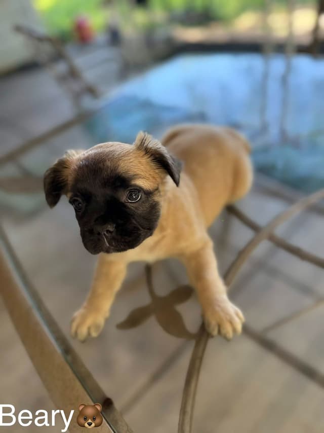 French Bulldog Puppies media 2