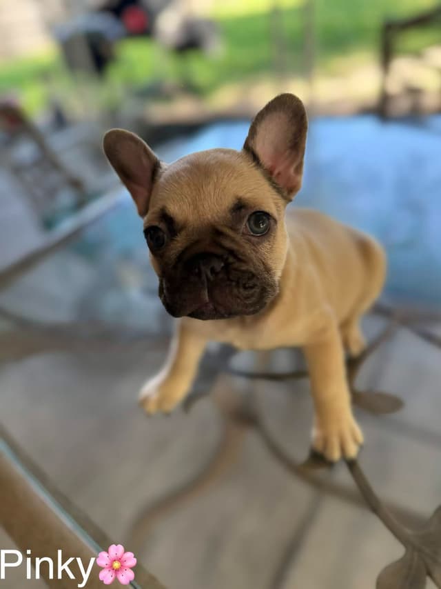 French Bulldog Puppies media 3