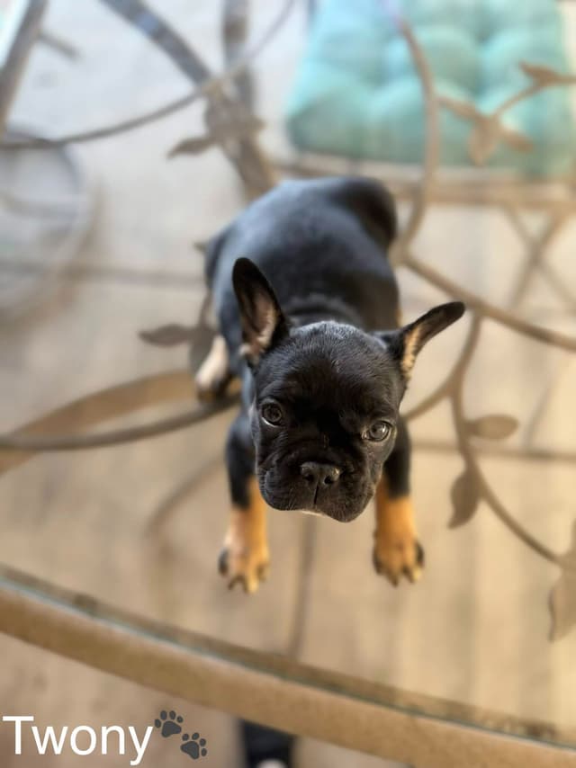 French Bulldog Puppies media 4