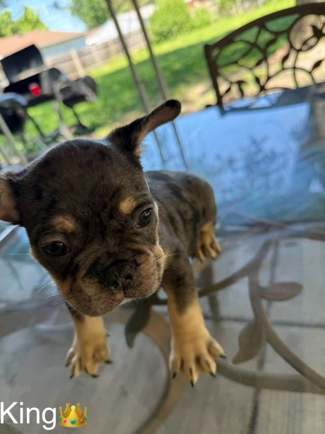 French Bulldog Puppies media 6