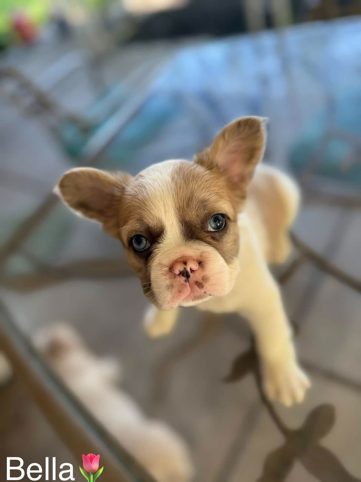 French Bulldog Puppies breeder image 1