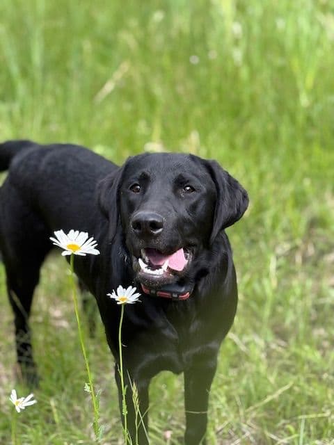 Labrador Retriever Puppies breeder image 8