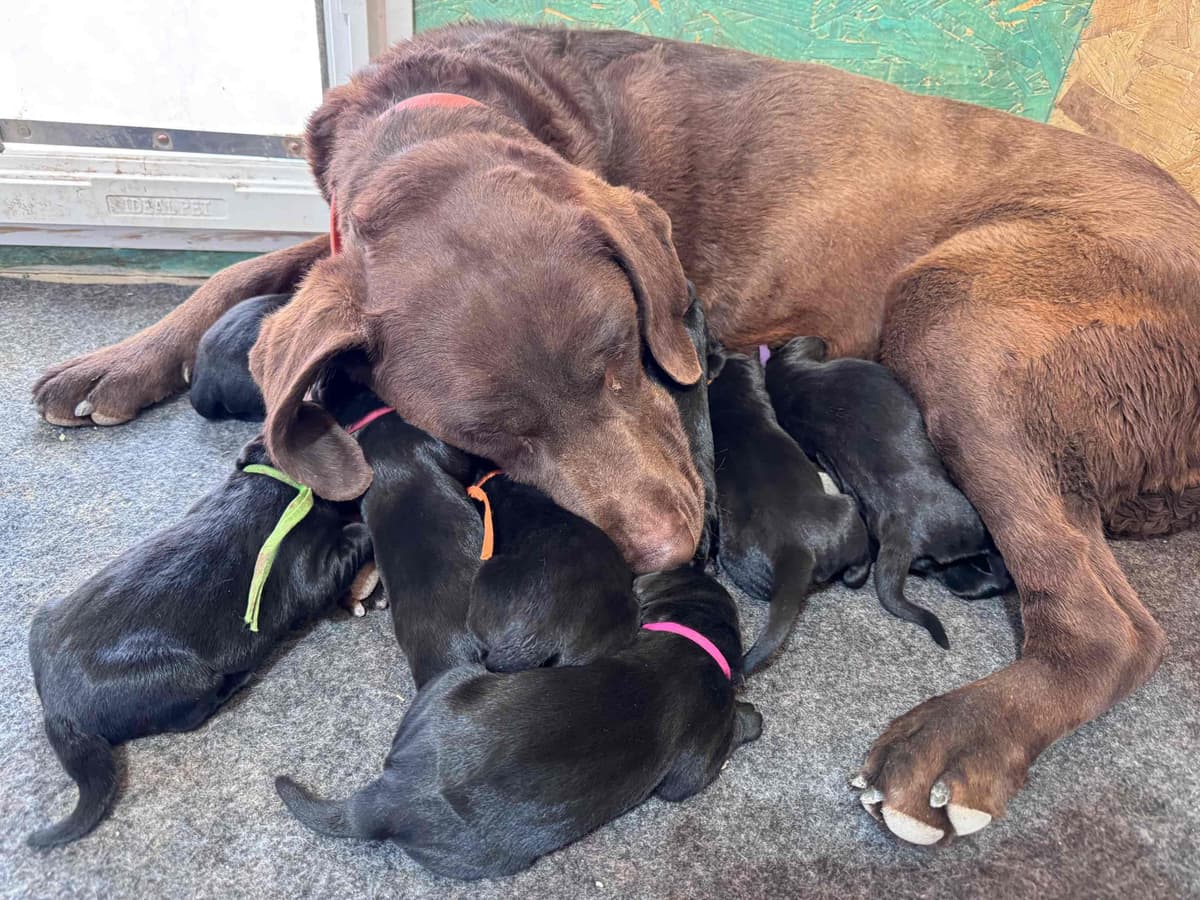 Labrador Retriever Puppies breeder image 1