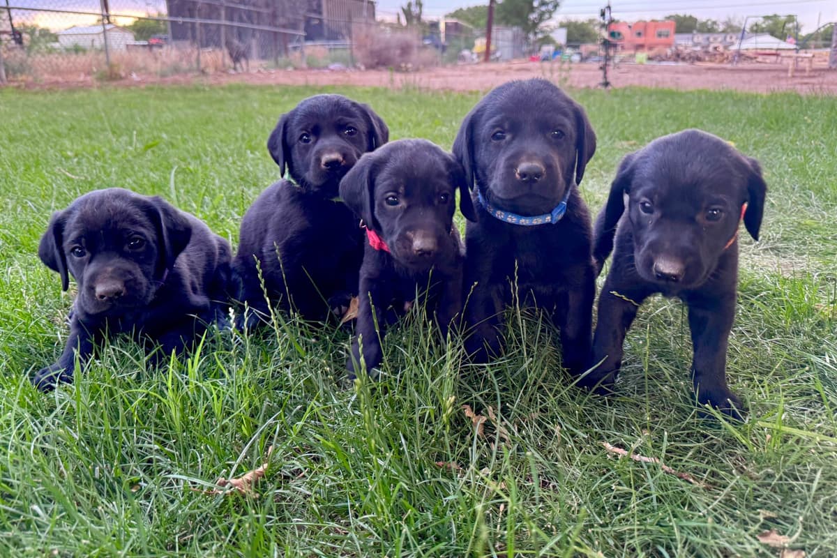 Labrador Retriever Puppies breeder image 2